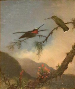 Stripe-breasted Starthroat by Martin Johnson Heade