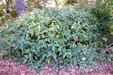 Strobilanthes penstemonoides var. dalhousiana - Quarryhill Botanical Garden - DSC03213