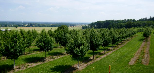 Stromberg - Anbaugebiet der Stromberger Pflaume