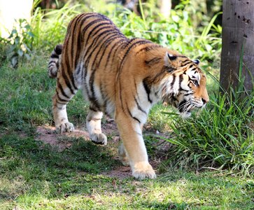 Walking zoo feline