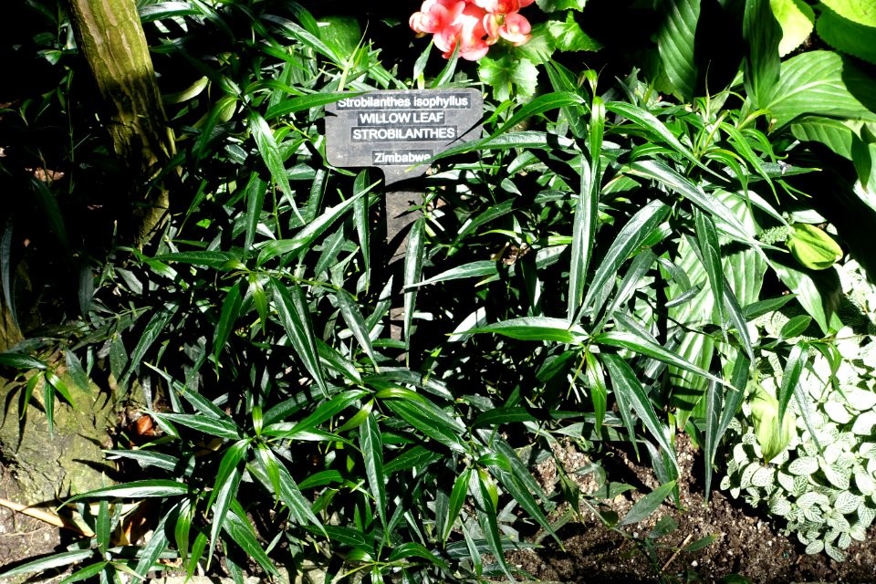 Strobilanthes persicifolia (Strobilanthes isophyllus) - Bloedel Floral Conservatory, Queen Elizabeth Park - Vancouver, Canada - DSC07481