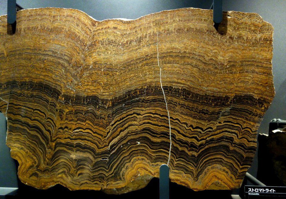 Stromatolite - National Museum of Nature and Science, Tokyo - DSC07686