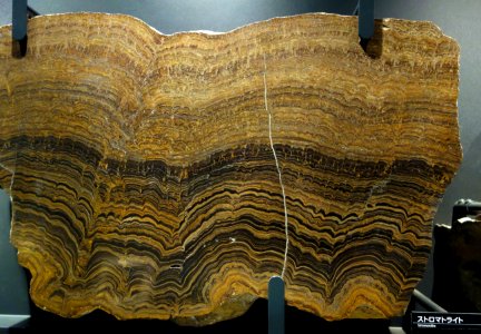 Stromatolite - National Museum of Nature and Science, Tokyo - DSC07686