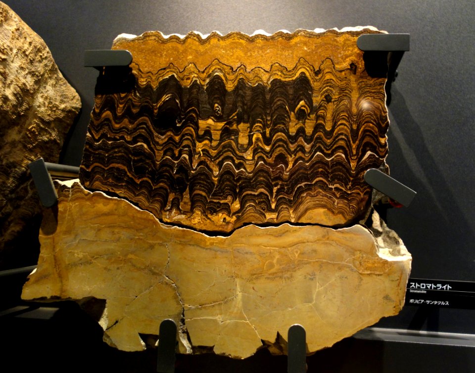 Stromatolite - National Museum of Nature and Science, Tokyo - DSC07685