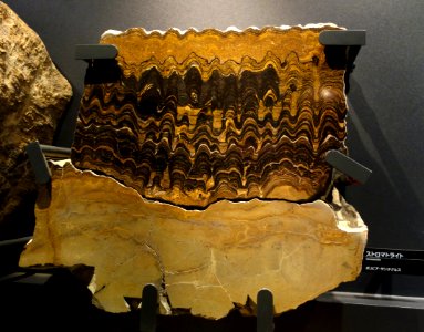 Stromatolite - National Museum of Nature and Science, Tokyo - DSC07685