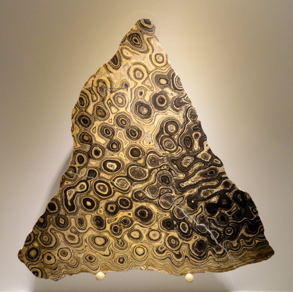 Stromatolite, Greysonia sp., Vendian, Bolivia - Houston Museum of Natural Science - DSC01368