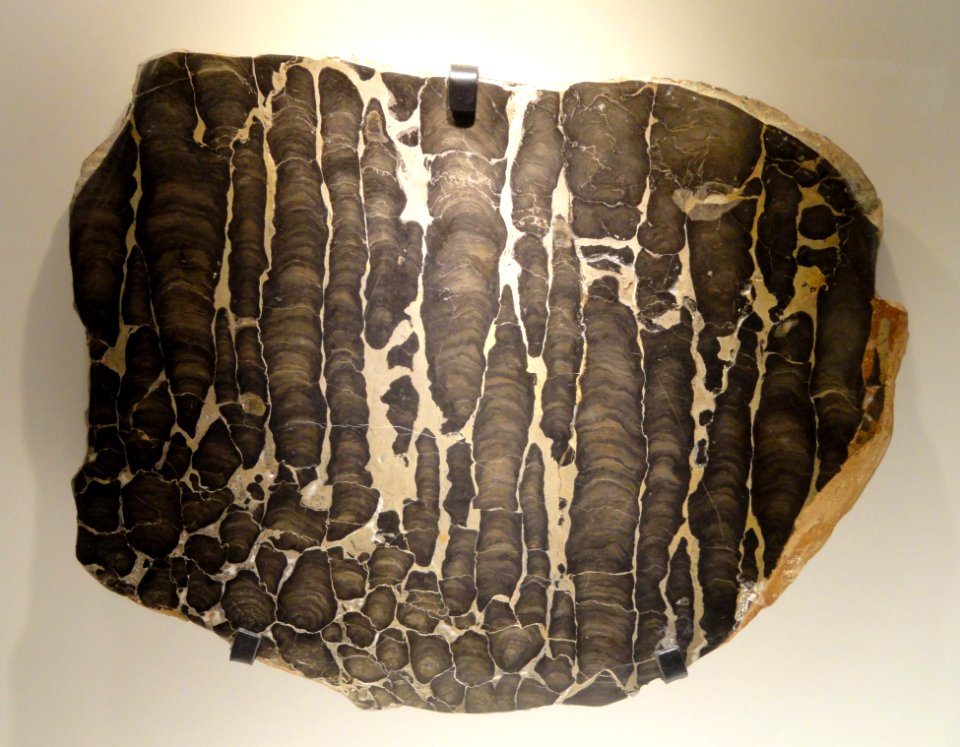 Stromatolite, Proterozoic, Bitter Springs Formation, Alice Springs, Northern Territory of Australia - Houston Museum of Natural Science - DSC01371