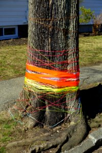 String bomb - Arlington, MA - DSC09811