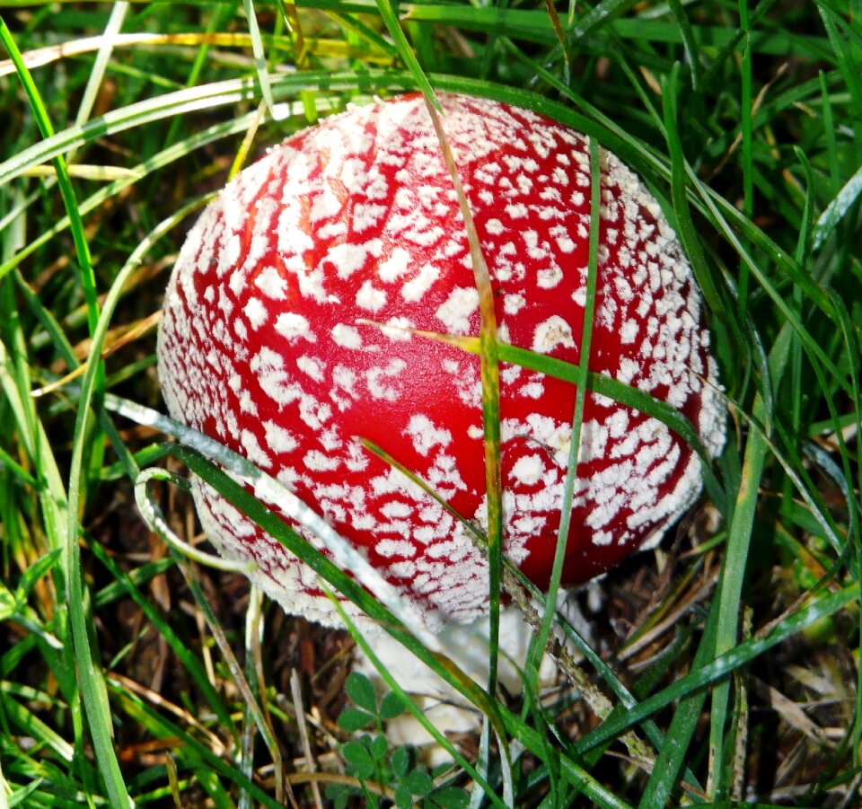 Toxic plant spotted