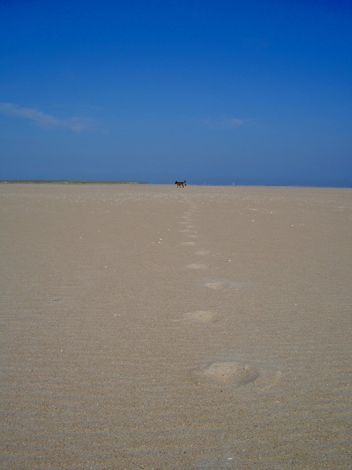 Strand Texel zuidpunt richting oost met sporen van hond