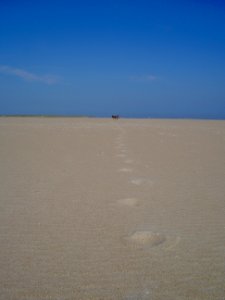 Strand Texel zuidpunt richting oost met sporen van hond