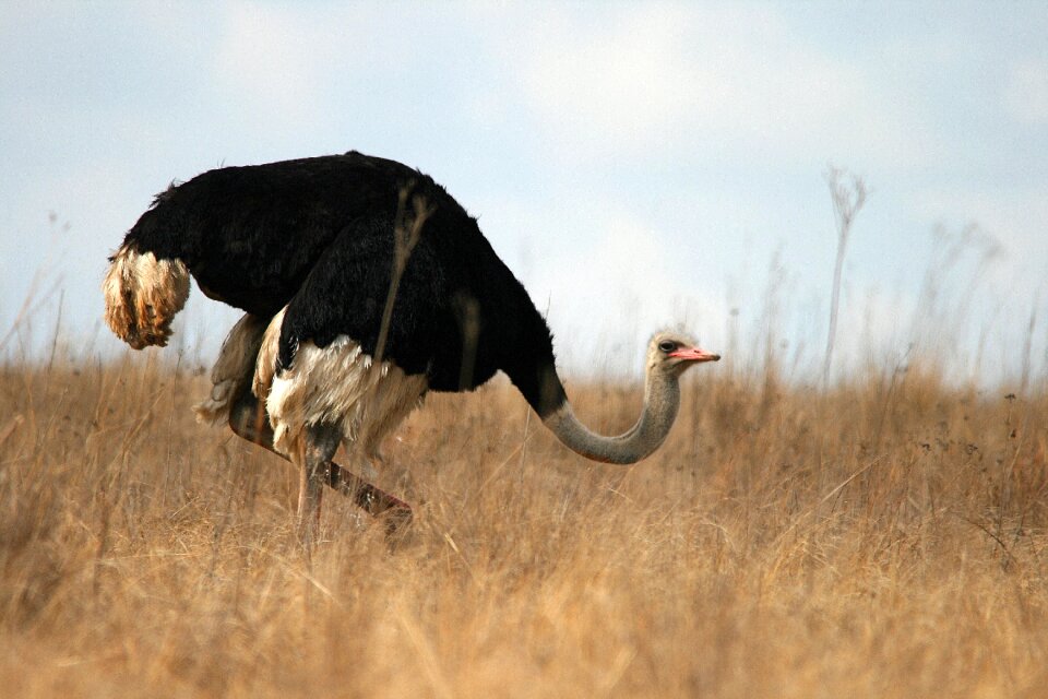 Wildlife reserve park