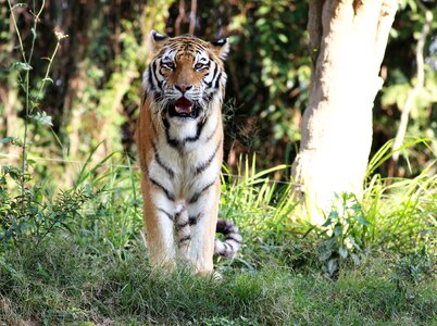 Walking zoo feline