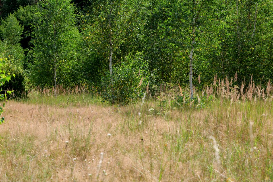 Strausberger Sander-, Os- und Barnimhanglandschaft 2020-08-05 23