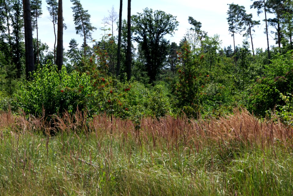 Strausberger Sander-, Os- und Barnimhanglandschaft 2020-08-05 75