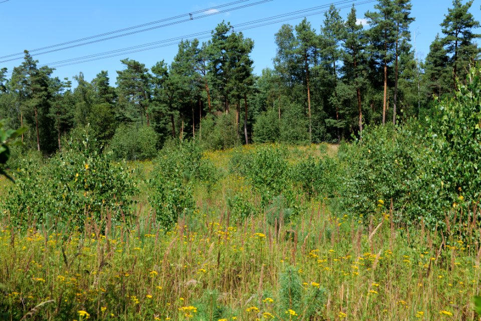 Strausberger Sander-, Os- und Barnimhanglandschaft 2020-08-05 61