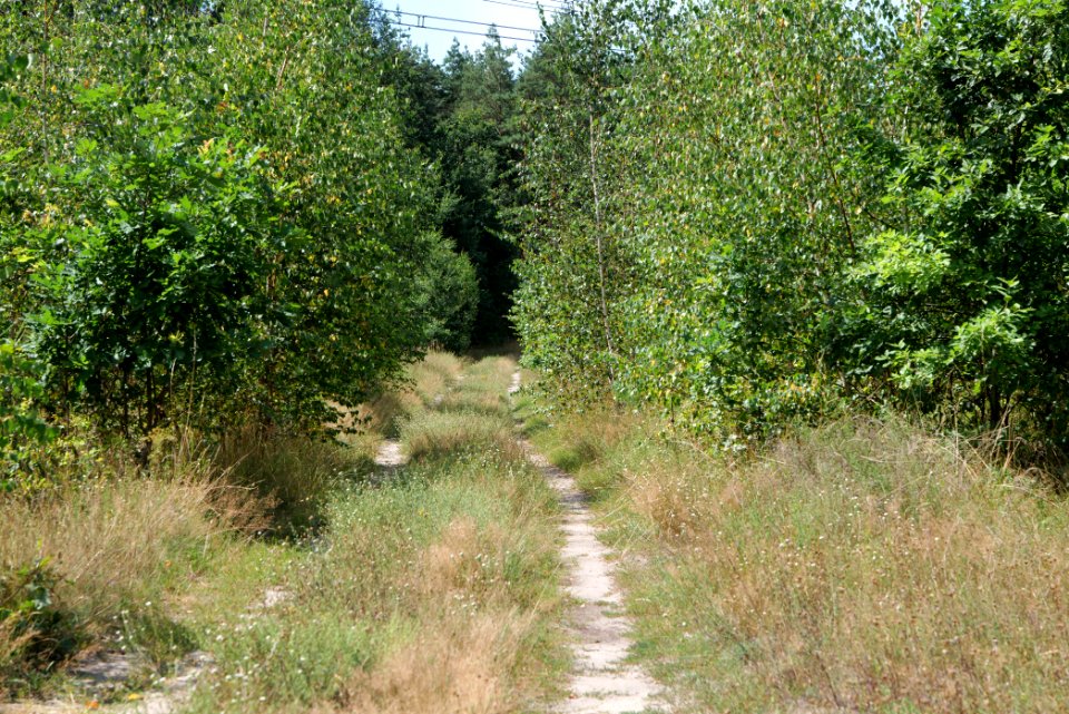 Strausberger Sander-, Os- und Barnimhanglandschaft 2020-08-05 16