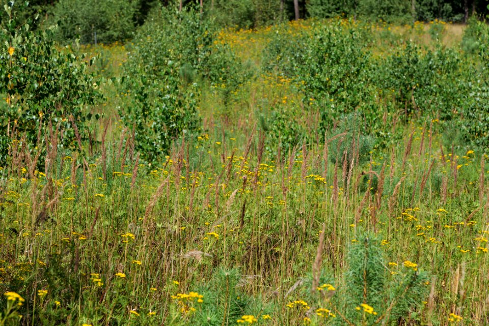 Strausberger Sander-, Os- und Barnimhanglandschaft 2020-08-05 64