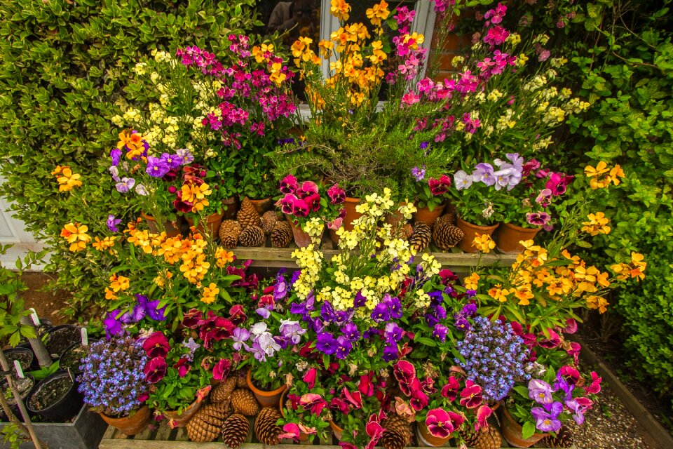 Spring garden colorful flowers