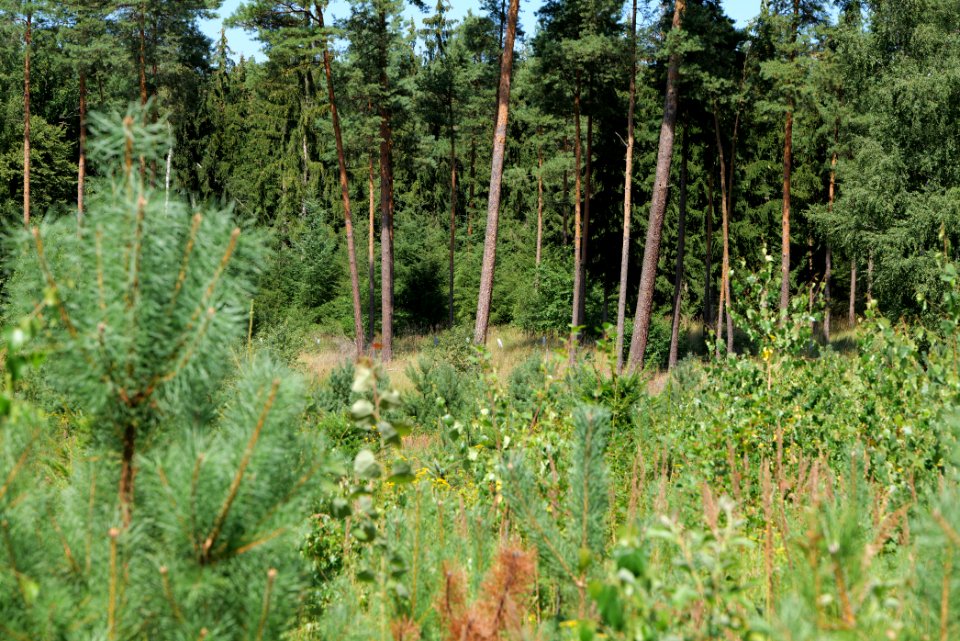 Strausberger Sander-, Os- und Barnimhanglandschaft 2020-08-05 55