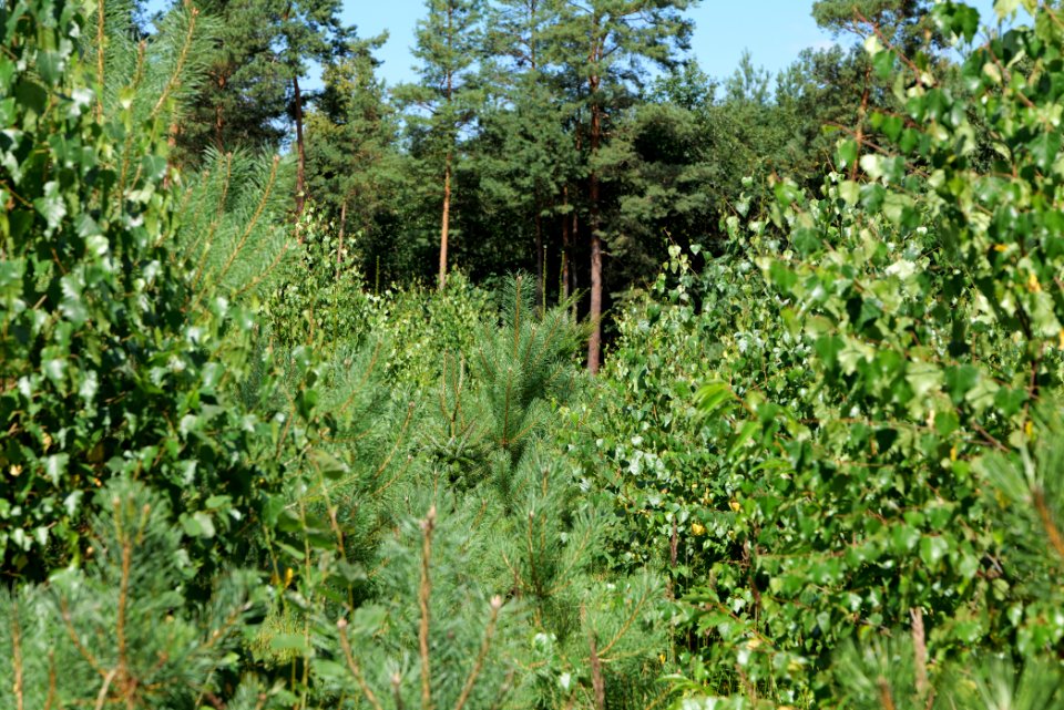 Strausberger Sander-, Os- und Barnimhanglandschaft 2020-08-05 49