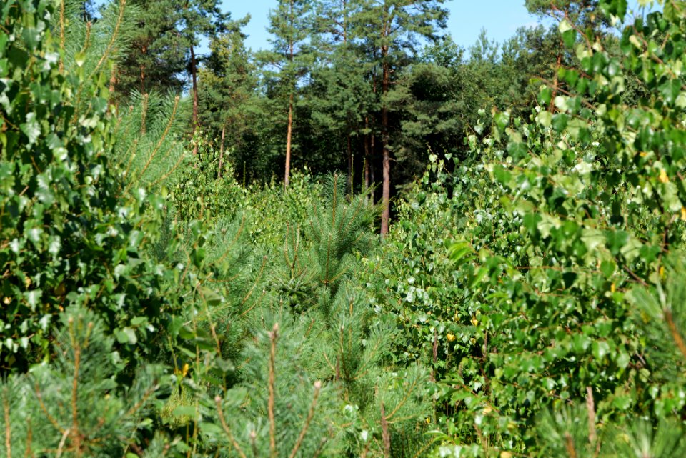 Strausberger Sander-, Os- und Barnimhanglandschaft 2020-08-05 48