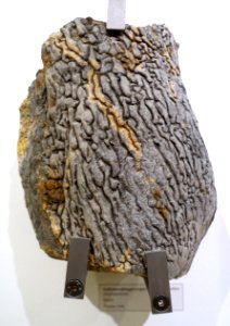 Stromatolite, algae - Naturhistorisches Museum, Braunschweig, Germany - DSC05237