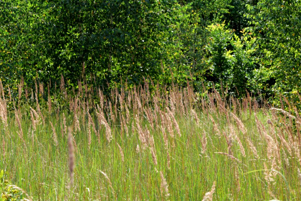 Strausberger Sander-, Os- und Barnimhanglandschaft 2020-08-05 25