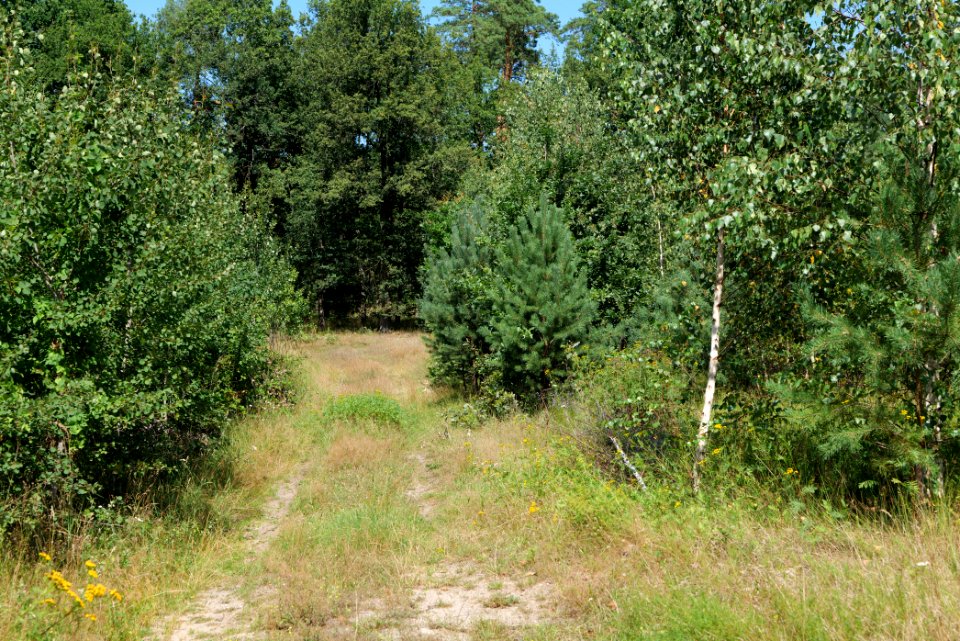 Strausberger Sander-, Os- und Barnimhanglandschaft 2020-08-05 81
