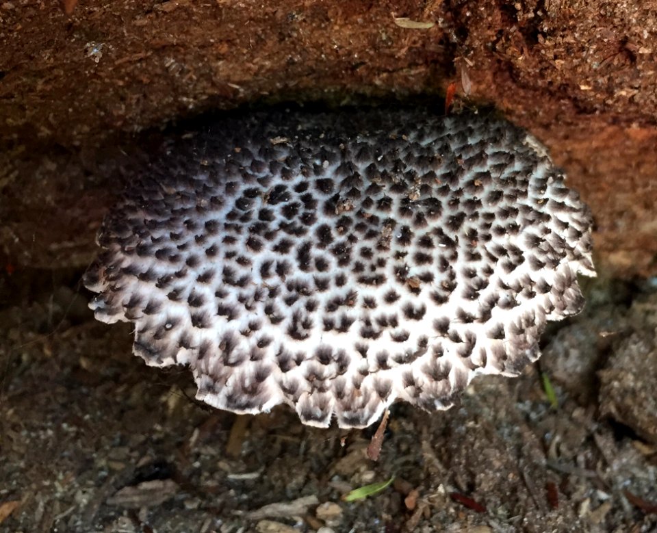 Strobilomyces strobilaceus 23976437