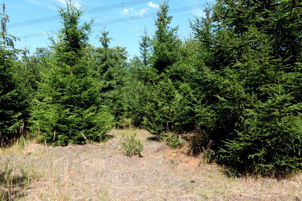 Strausberger Sander-, Os- und Barnimhanglandschaft 2020-08-05 38