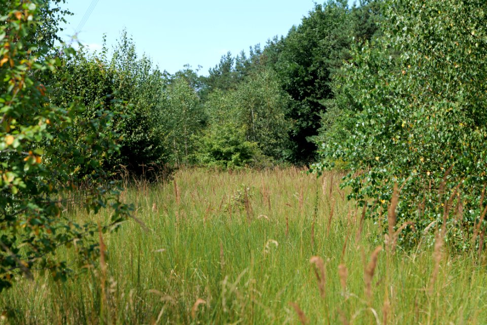 Strausberger Sander-, Os- und Barnimhanglandschaft 2020-08-05 31