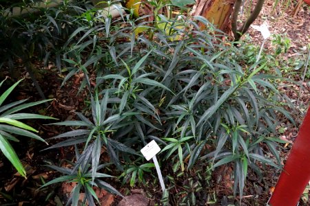 Strobilanthes persicifolia (Strobilanthes anisophylla) - Botanischer Garten, Dresden, Germany - DSC08519