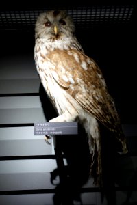 Strix uralensis - National Museum of Nature and Science, Tokyo - DSC06849