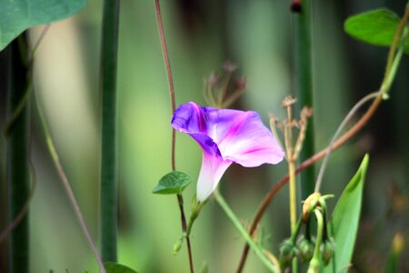 Creeper trumpet pink