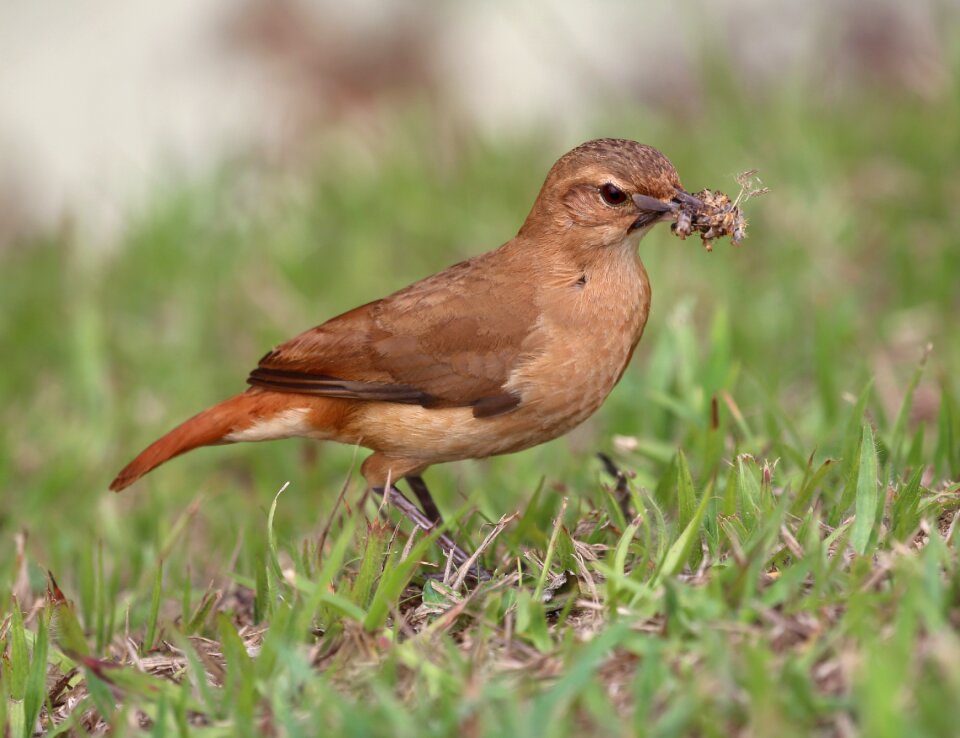 Food searching tropical birds