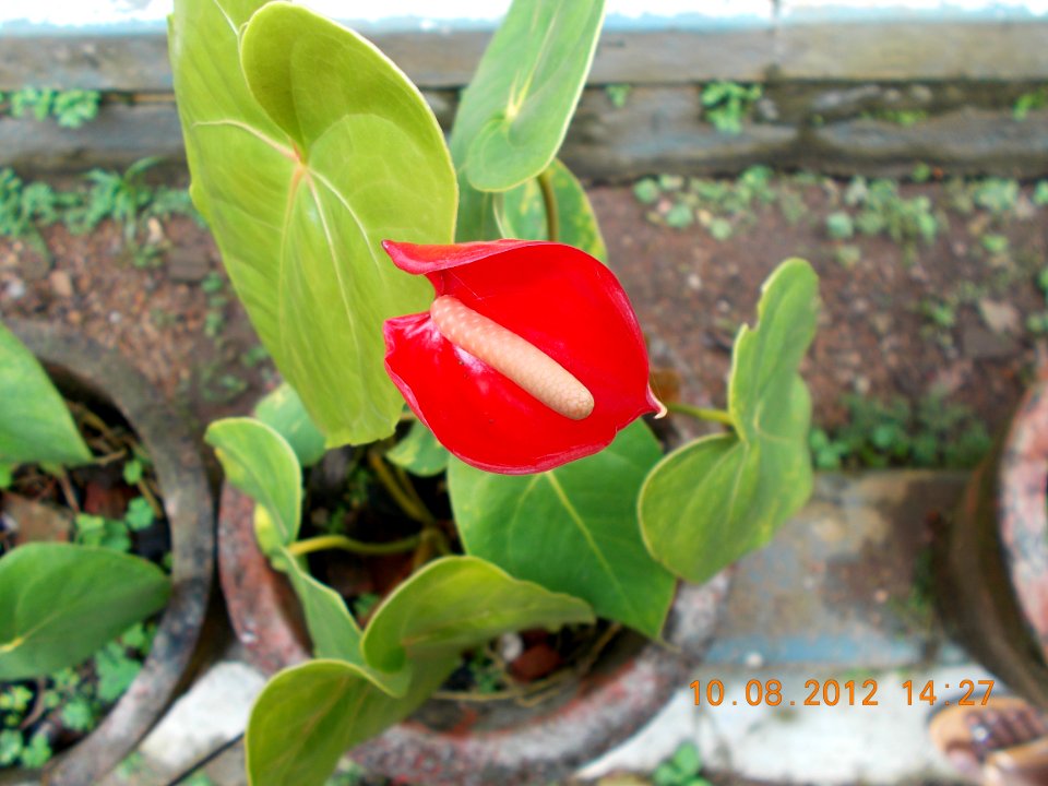 Strange Plant at the Guest House in Nelliyampathy