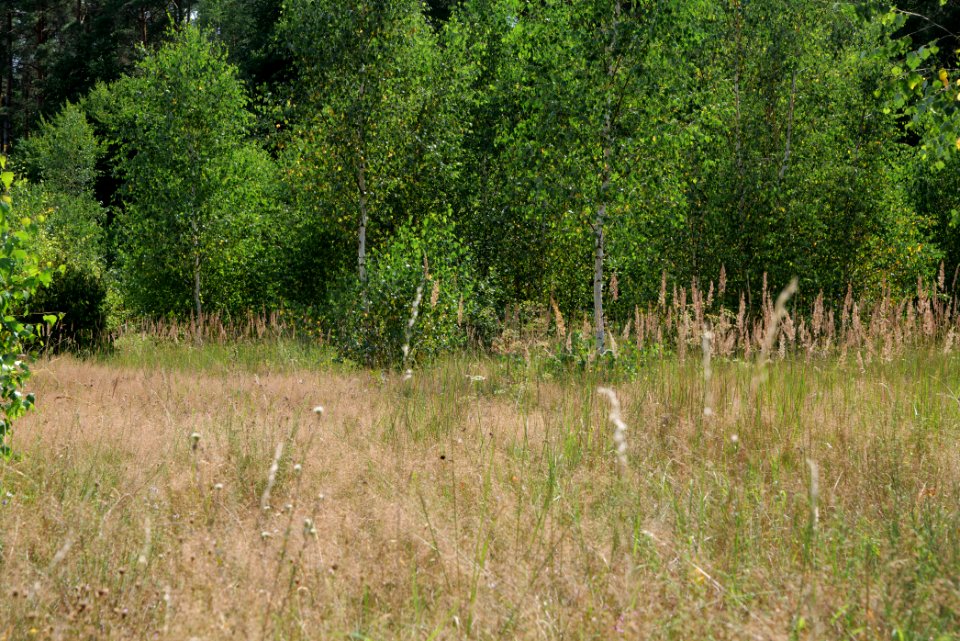Strausberger Sander-, Os- und Barnimhanglandschaft 2020-08-05 24