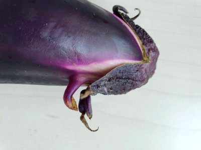 Strange eggplant photo