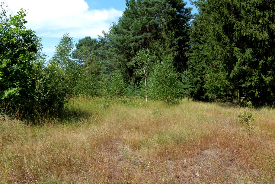 Strausberger Sander-, Os- und Barnimhanglandschaft 2020-08-05 18