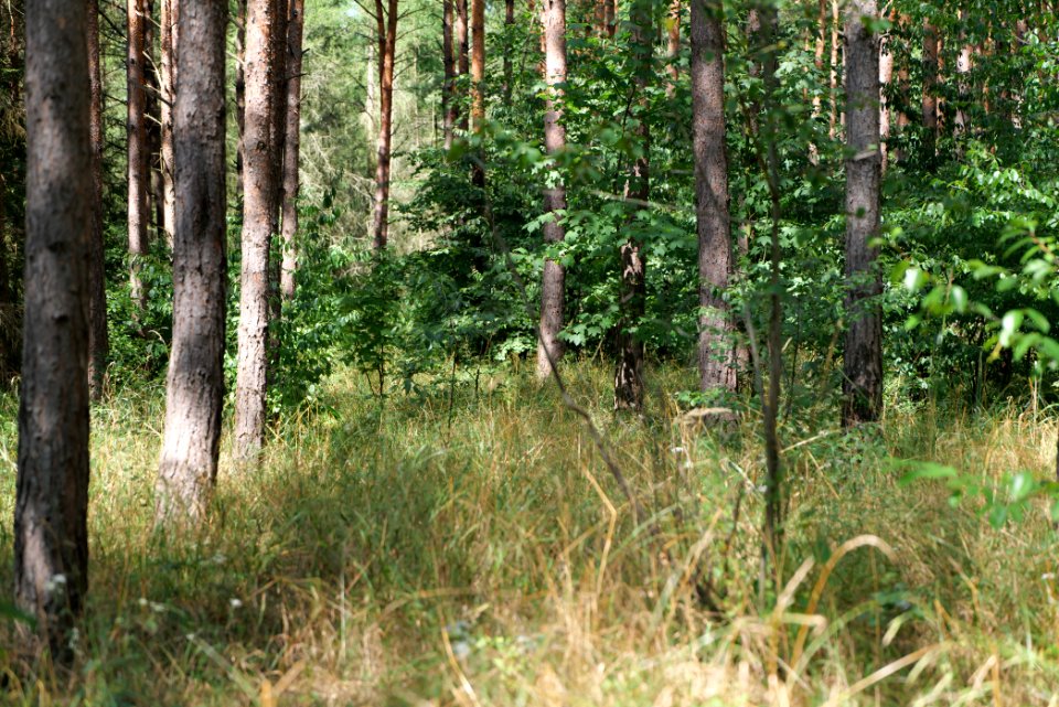 Strausberger Sander-, Os- und Barnimhanglandschaft 2020-08-05 13