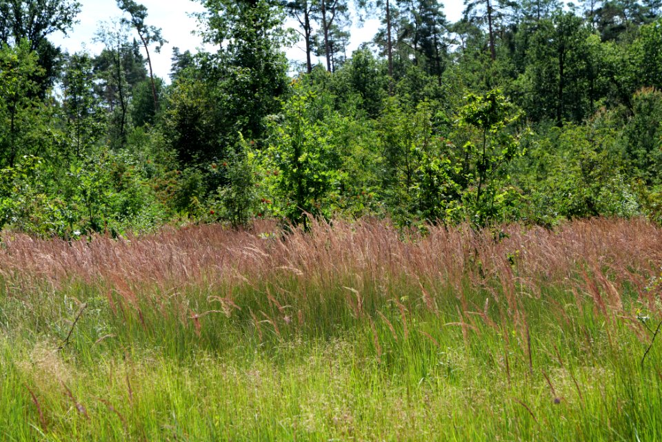 Strausberger Sander-, Os- und Barnimhanglandschaft 2020-08-05 76