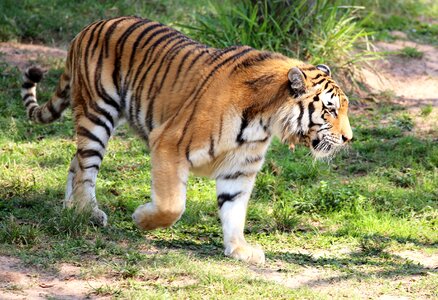 Walking zoo feline