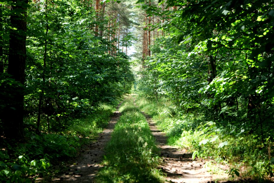 Strausberger Sander-, Os- und Barnimhanglandschaft 2020-08-05 06