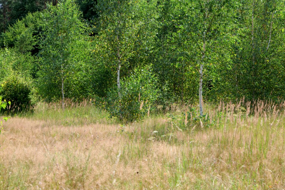 Strausberger Sander-, Os- und Barnimhanglandschaft 2020-08-05 21