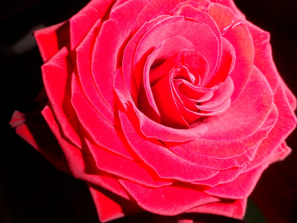 Rose flower nature garden