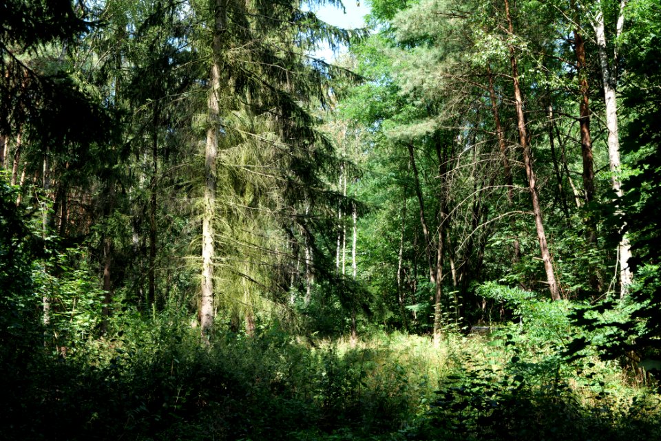 Strausberger Sander-, Os- und Barnimhanglandschaft 2020-08-05 04