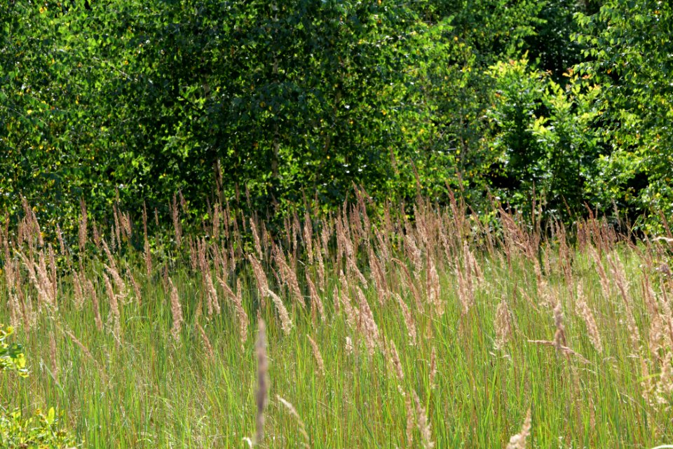 Strausberger Sander-, Os- und Barnimhanglandschaft 2020-08-05 26
