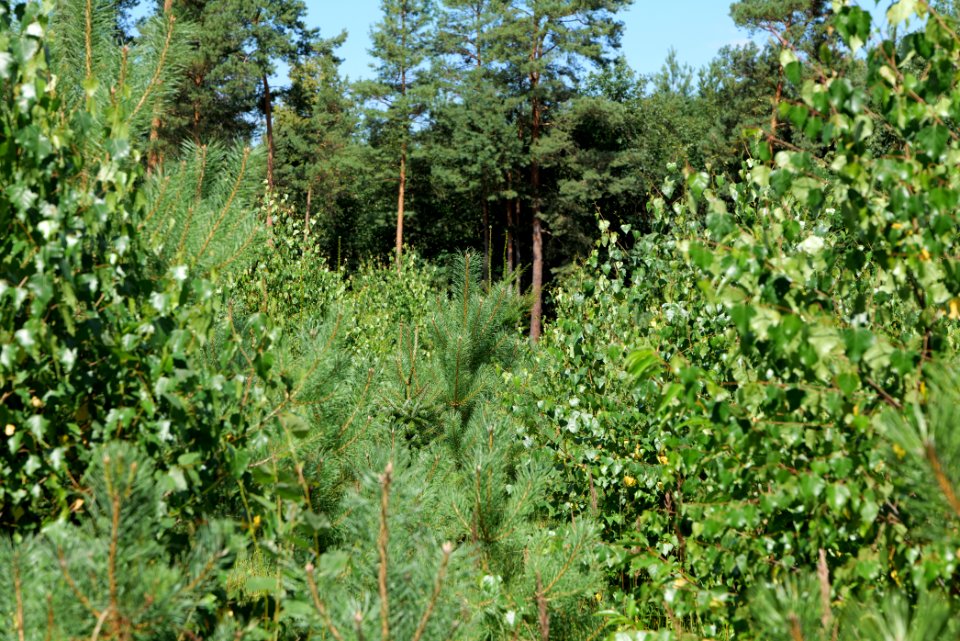 Strausberger Sander-, Os- und Barnimhanglandschaft 2020-08-05 50
