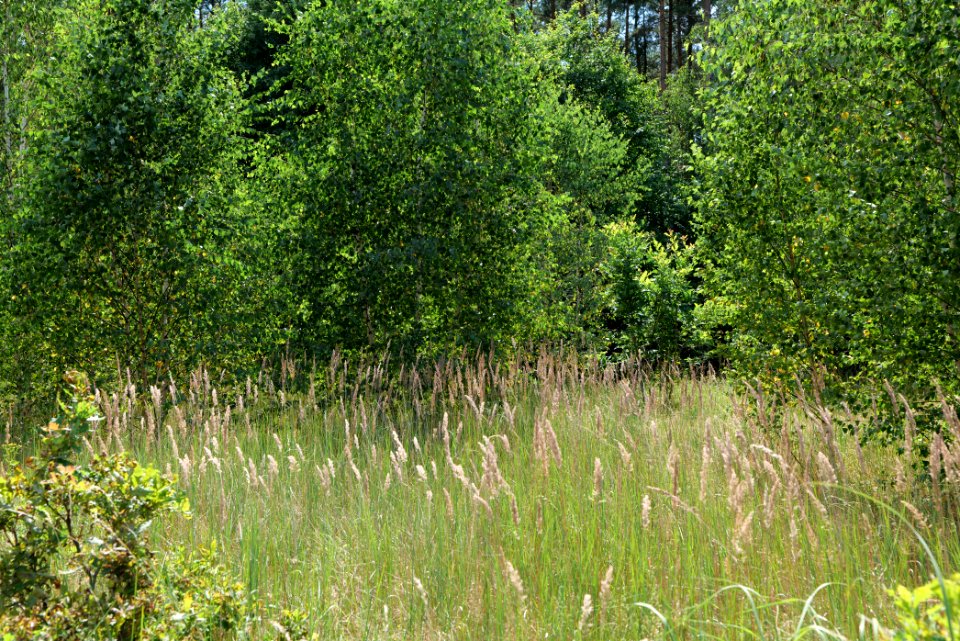 Strausberger Sander-, Os- und Barnimhanglandschaft 2020-08-05 29